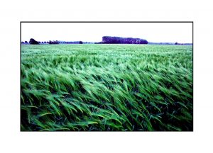 Wind im Kornfeld