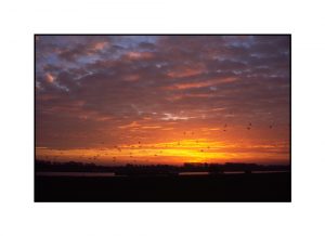 Gänse am Himmel in Grieth bei Sonnenaufgang